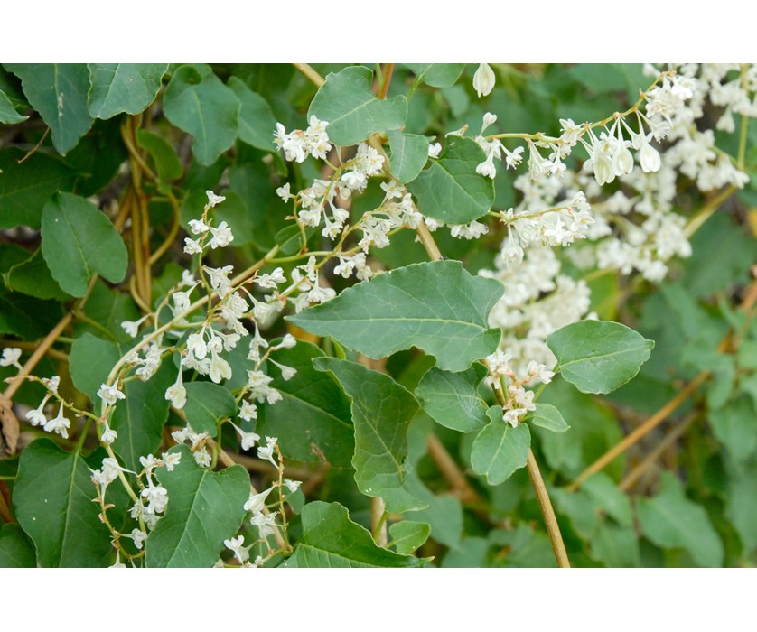 Silver Lace Vine